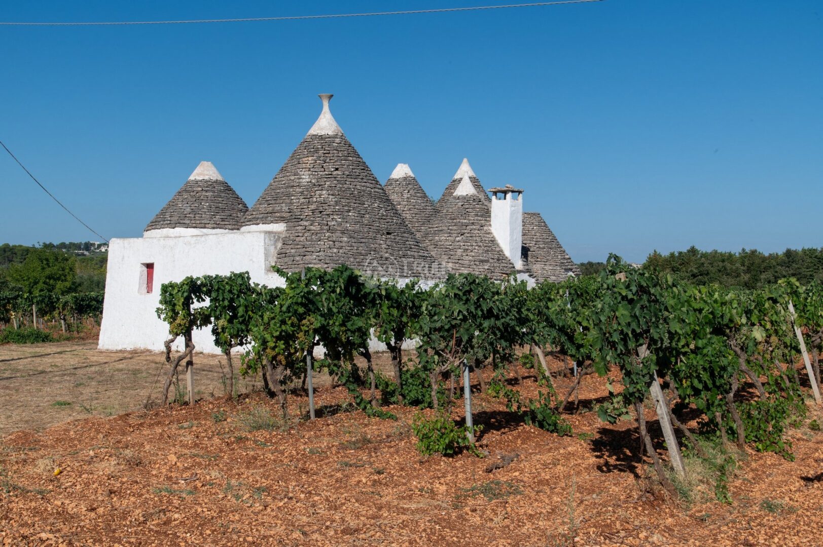 guida-dintorni-trullionline-02 Trulli con coni di pietra dietro un vigneto, sotto un cielo azzurro