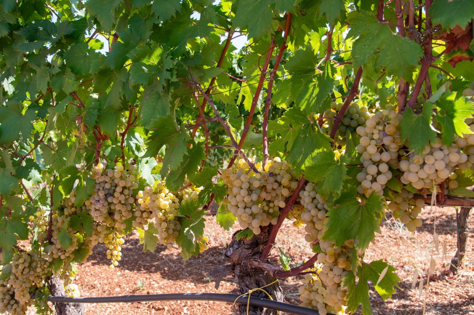 guida-dintorni-trullionline-12 Grappoli di uva bianca tra le foglie verdi di una vite