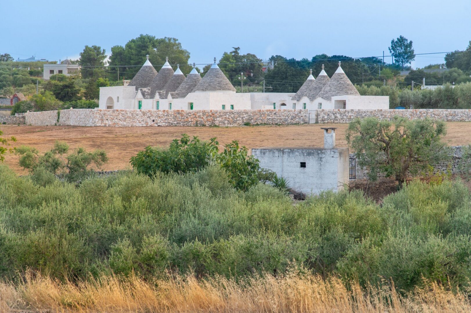 Gruppo di trulli bianchi con porte verdi dietro un muro a secco, in una campagna con ulivi