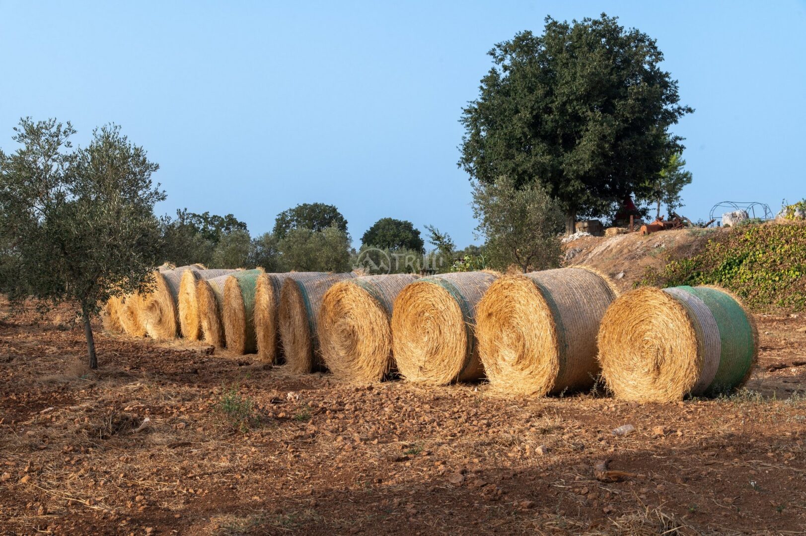 guida-ostuni-trullionline-09 Balle di fieno tra gli ulivi nella campagna