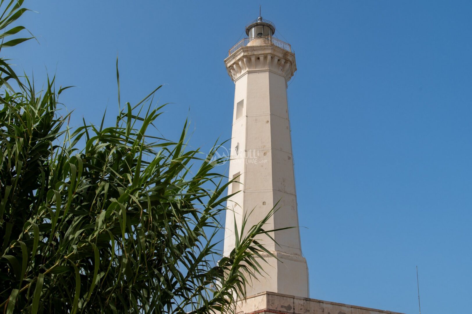 guida-savelletri-e-torrecanne-trullionline-25 Torre bianca di un faro con la lanterna in cima, vista dal basso tra le canne